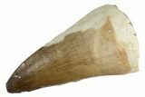 Fossil Prognathodontid Mosasaur Tooth - Morocco #345124-1